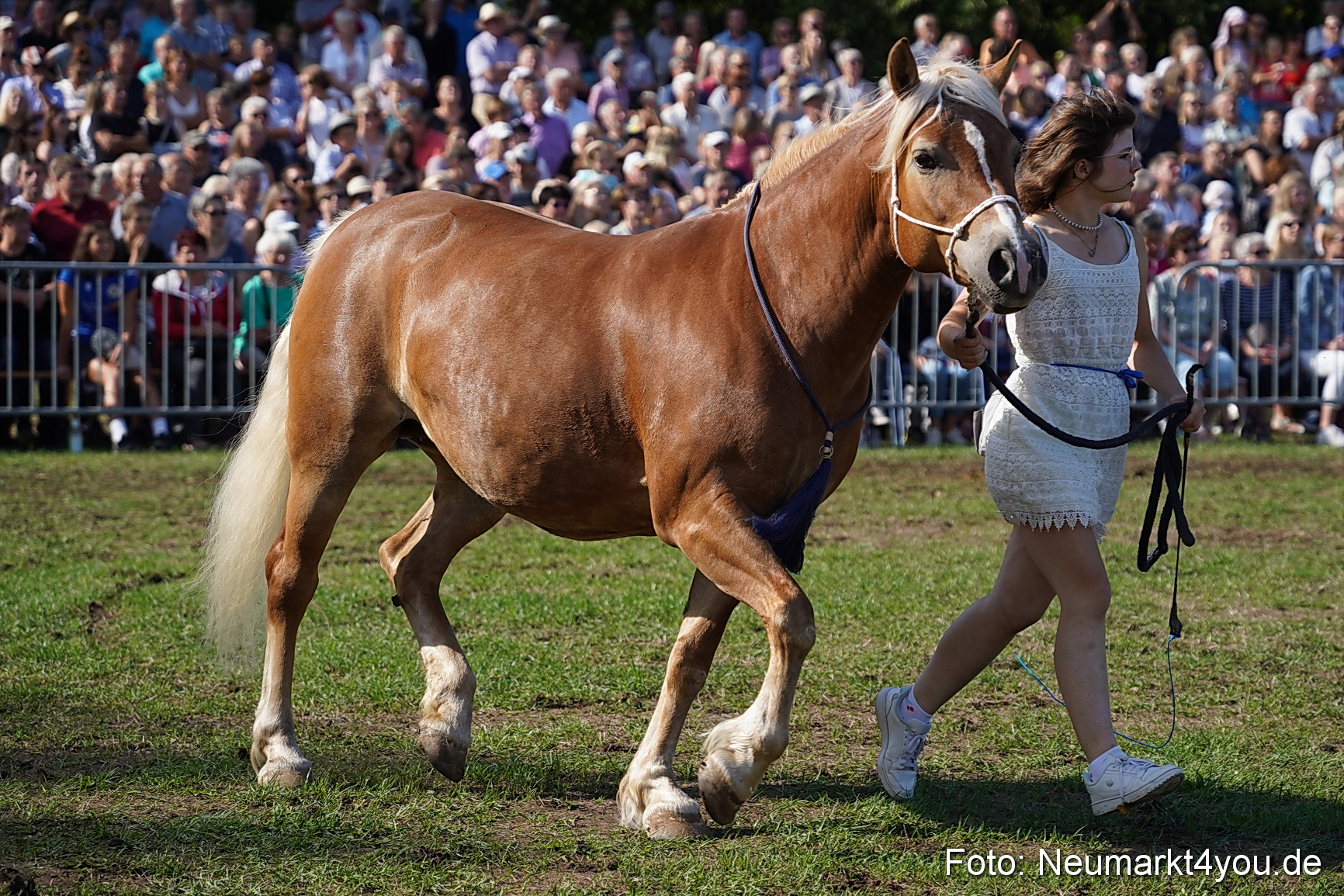 Pferde und Fohlenschau 2022 0145 